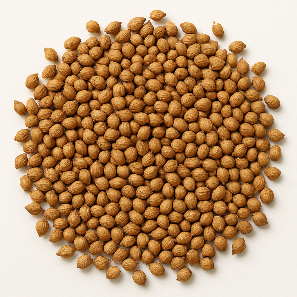 Coriander